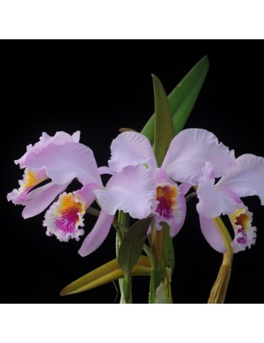 Cattleya mossiae