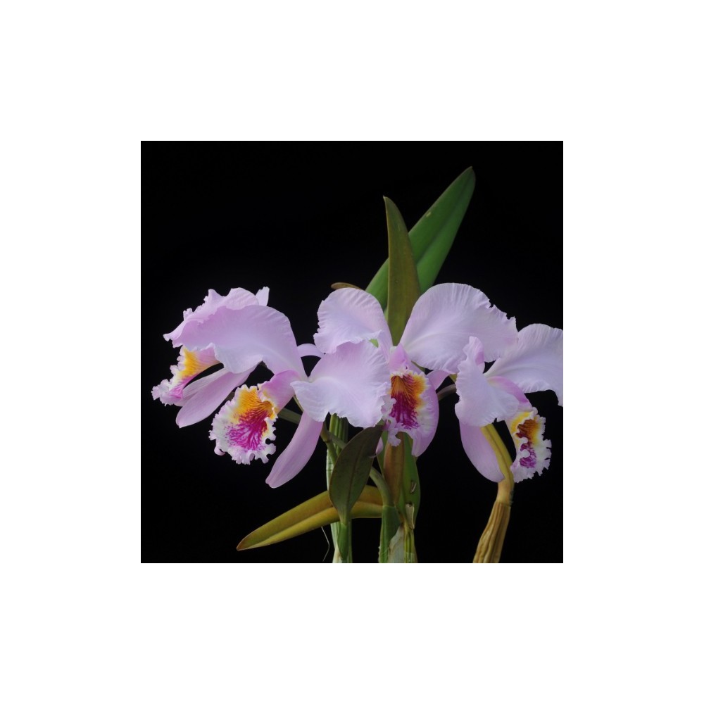 Cattleya mossiae