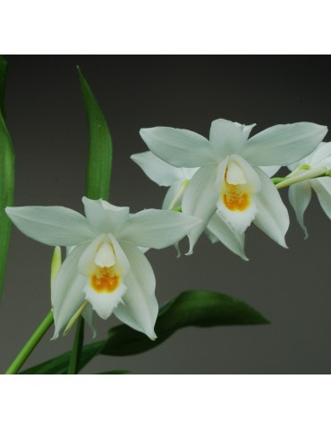 Coelogyne mooreana
