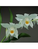 Coelogyne mooreana