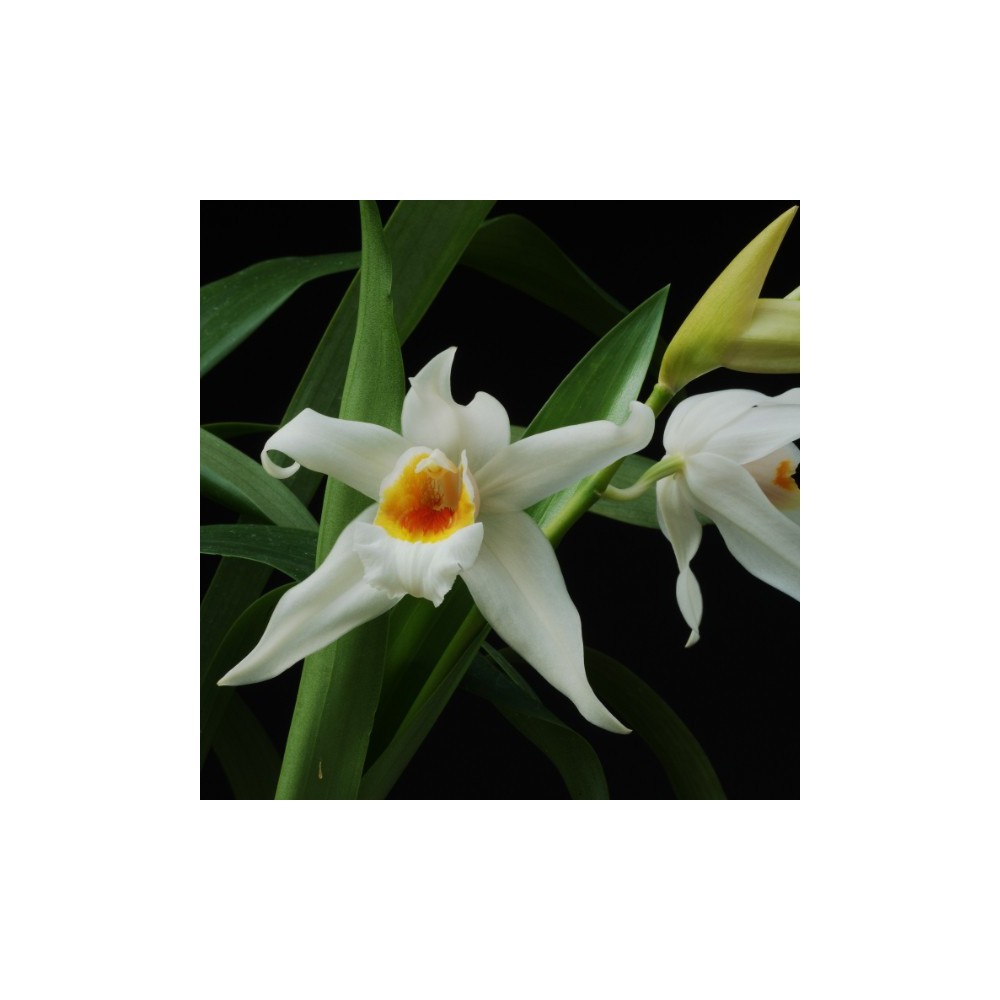 Coelogyne Memoria William Micholitz