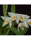 Coelogyne mooreana 'Brockhurst'