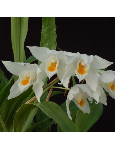 Coelogyne mooreana 'Brockhurst'