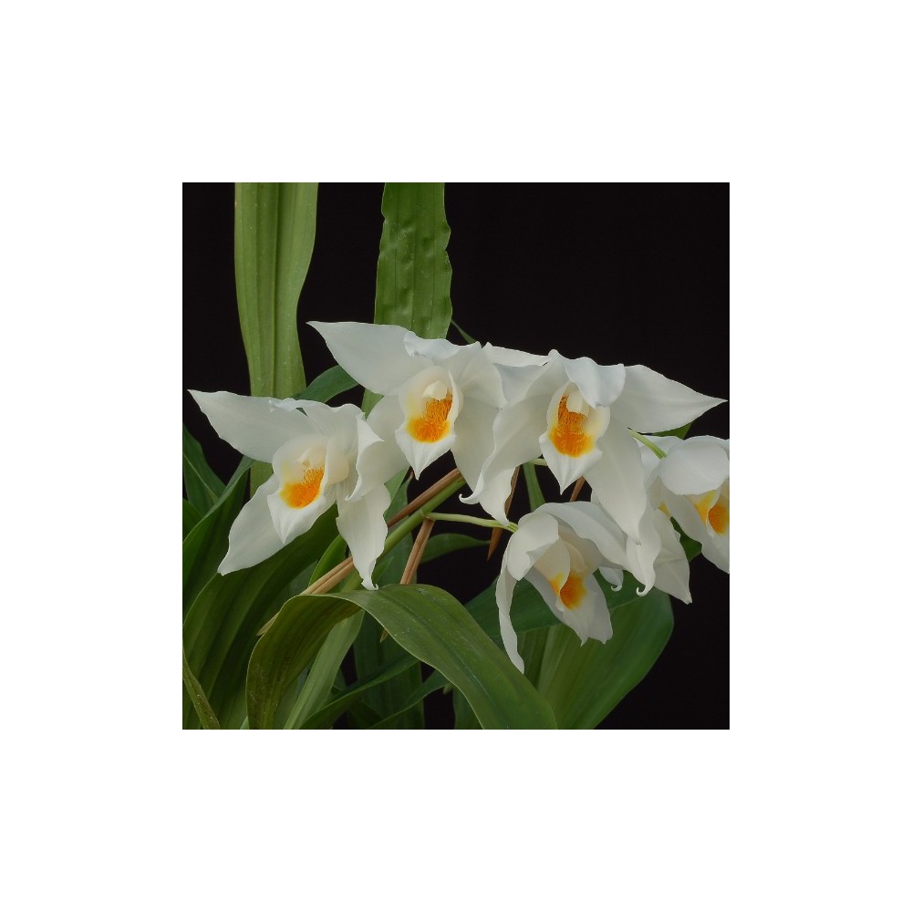 Coelogyne mooreana 'Brockhurst'