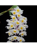 Dendrobium amabile