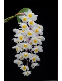 Dendrobium amabile