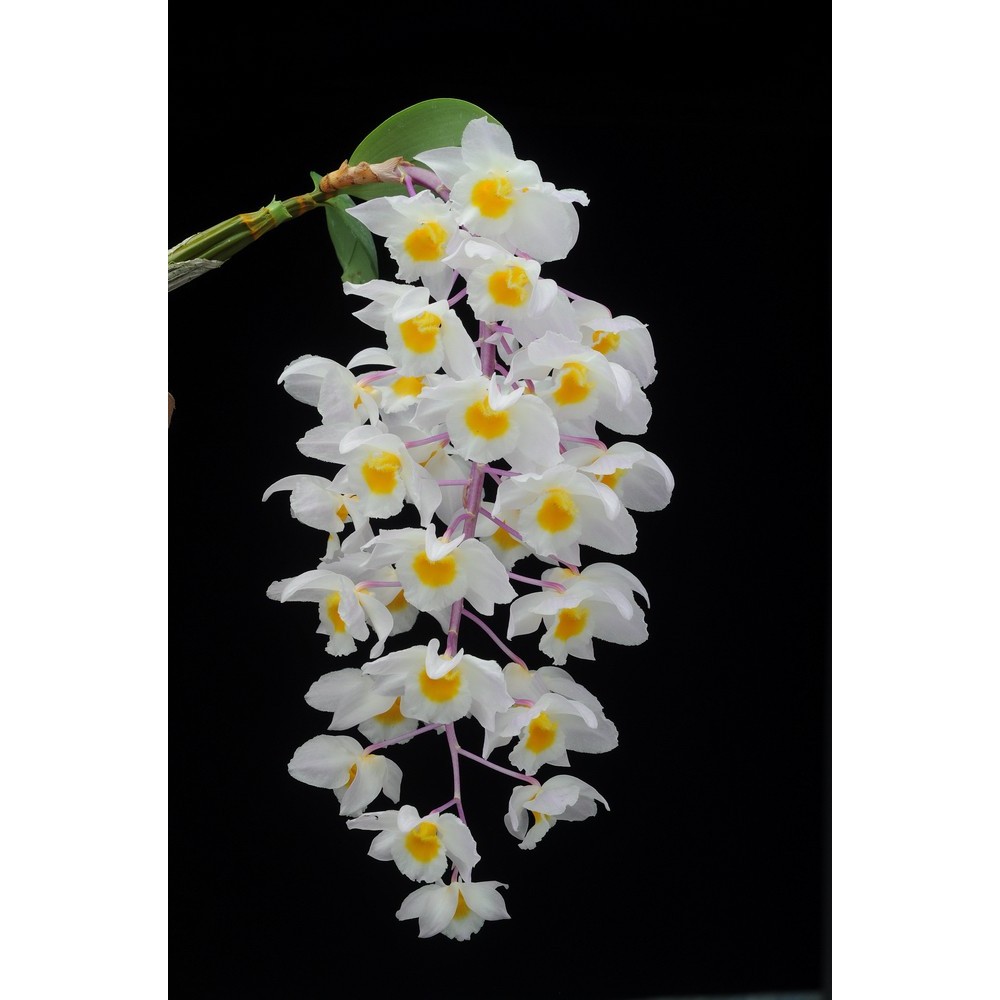 Dendrobium amabile
