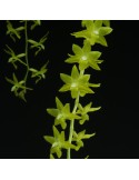 Dendrochilum abbreviatum