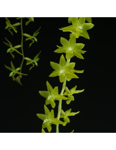 Dendrochilum abbreviatum