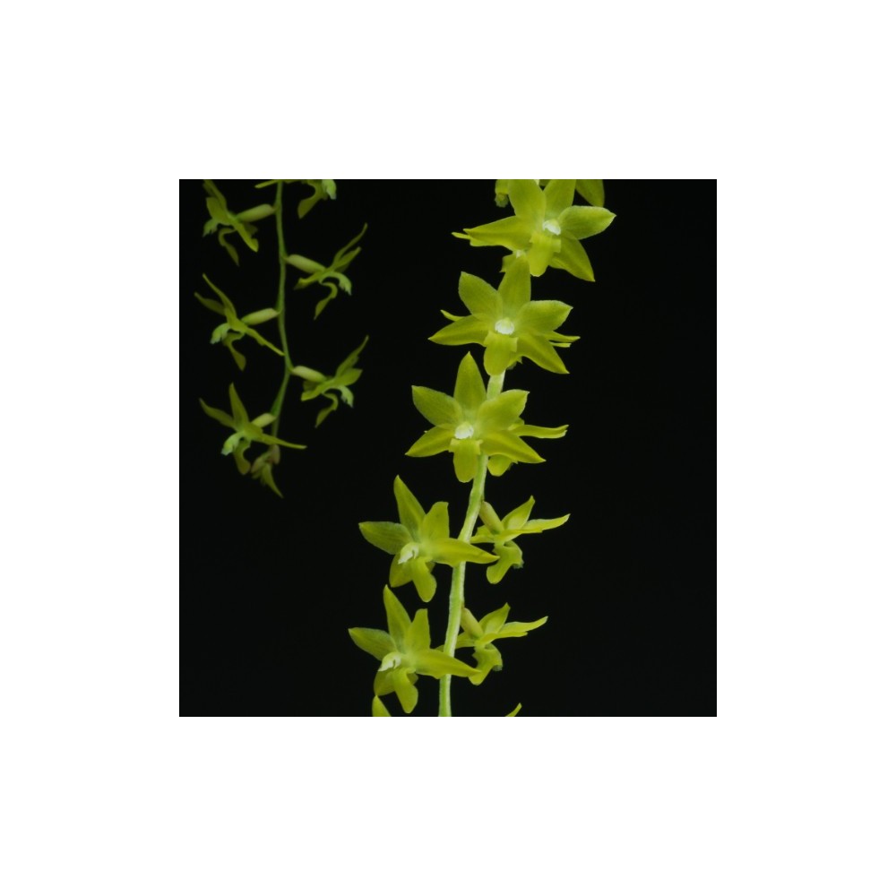 Dendrochilum abbreviatum