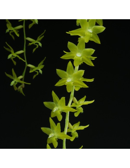 Dendrochilum abbreviatum