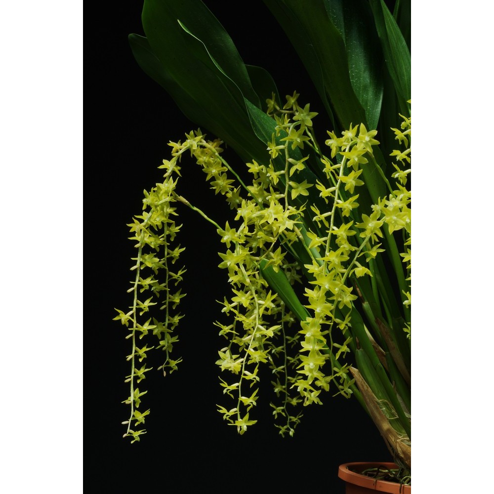 Dendrochilum abbreviatum