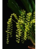 Dendrochilum abbreviatum