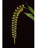 Dendrochilum formosanum