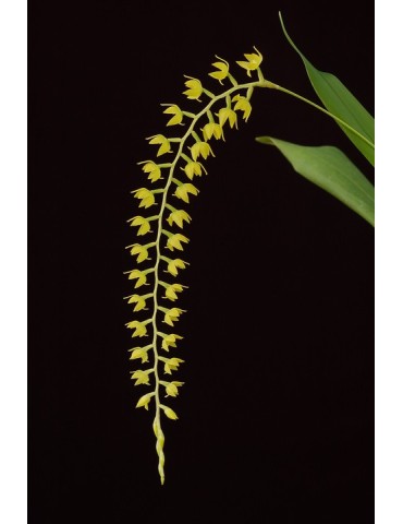 Dendrochilum formosanum 2