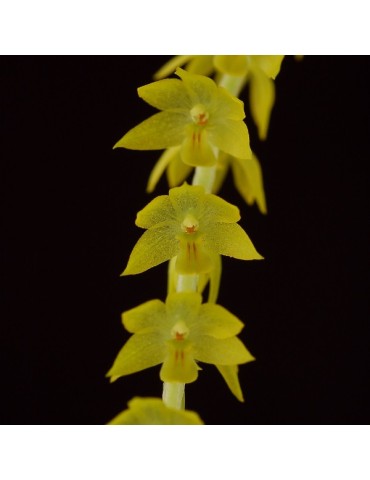 Dendrochilum formosanum