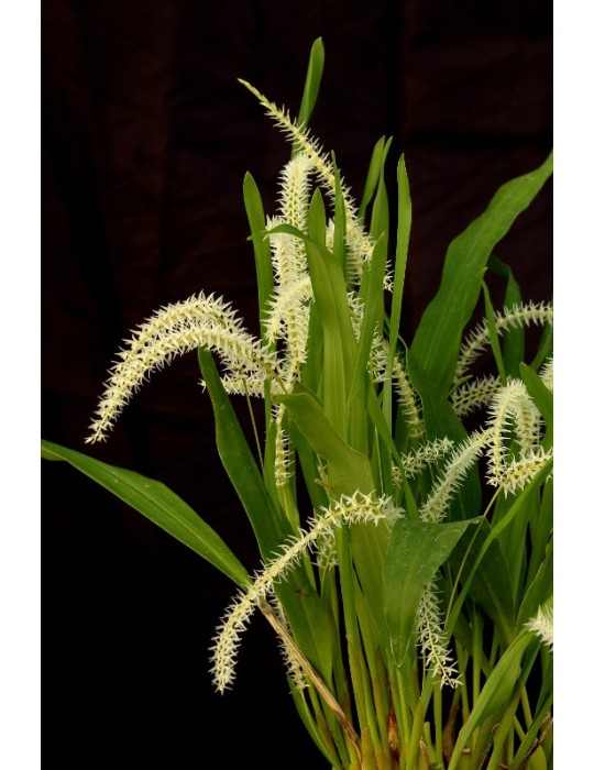Dendrochilum glumaceum