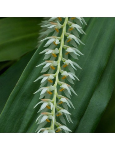 Dendrochilum glumaceum en sphaigne