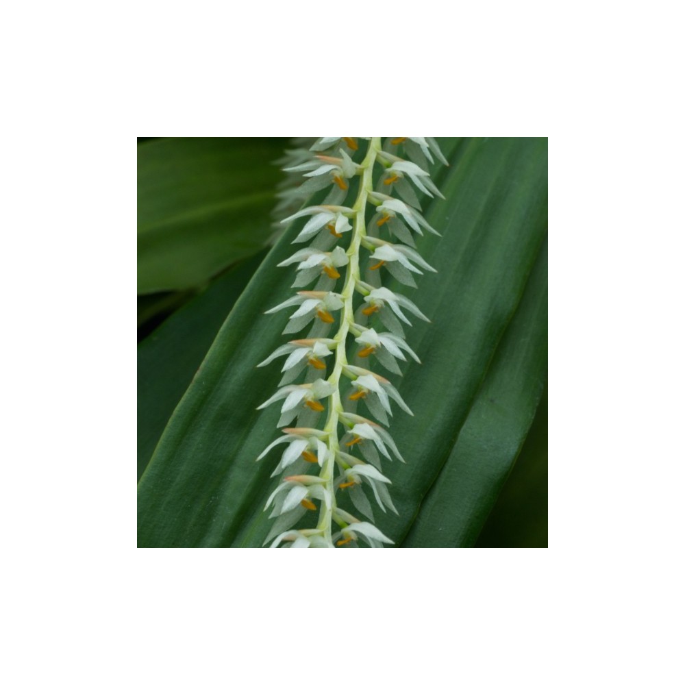 Dendrochilum glumaceum