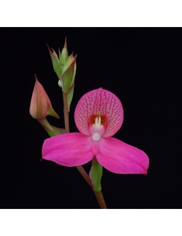 Disa Auratkew 'Rose'