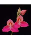 Disa Unidiorosa 'Rosy Face'