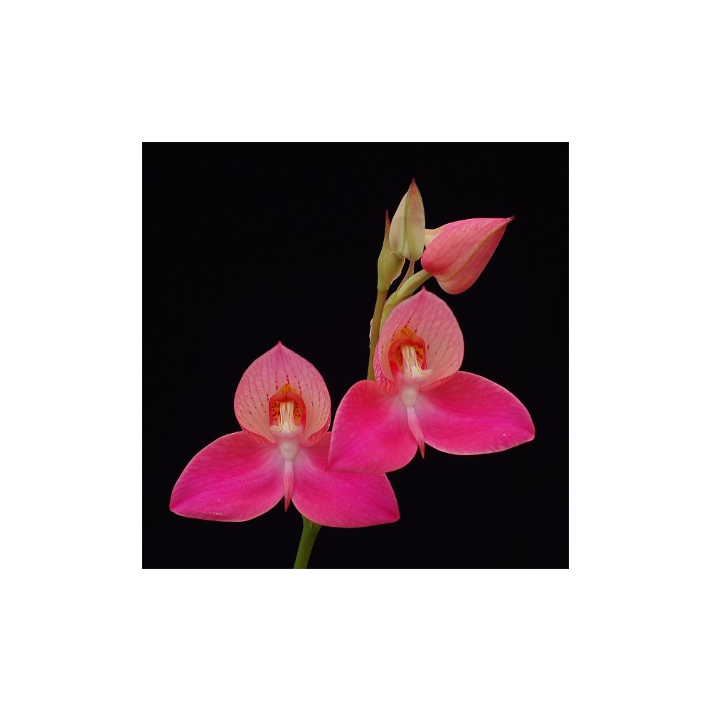 Disa Unidiorosa 'Rosy Face'