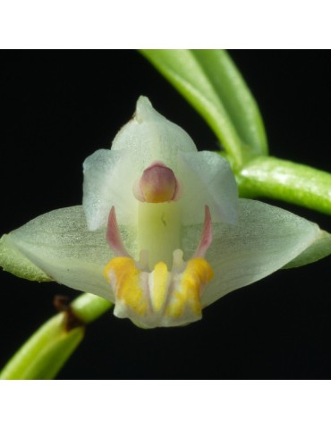 Eria rosea en sphaigne