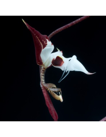 Gongora chocoensis
