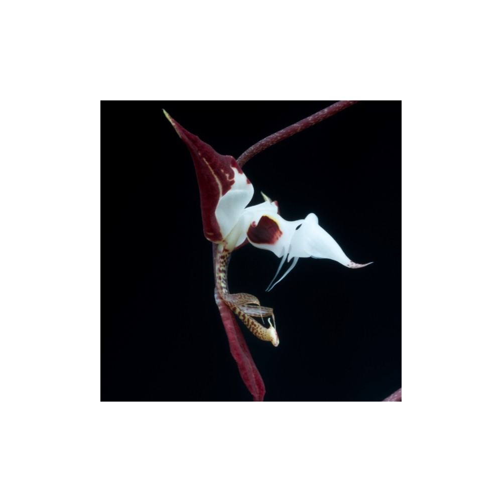 Gongora chocoensis