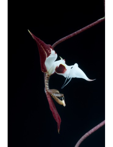 Gongora chocoensis 2