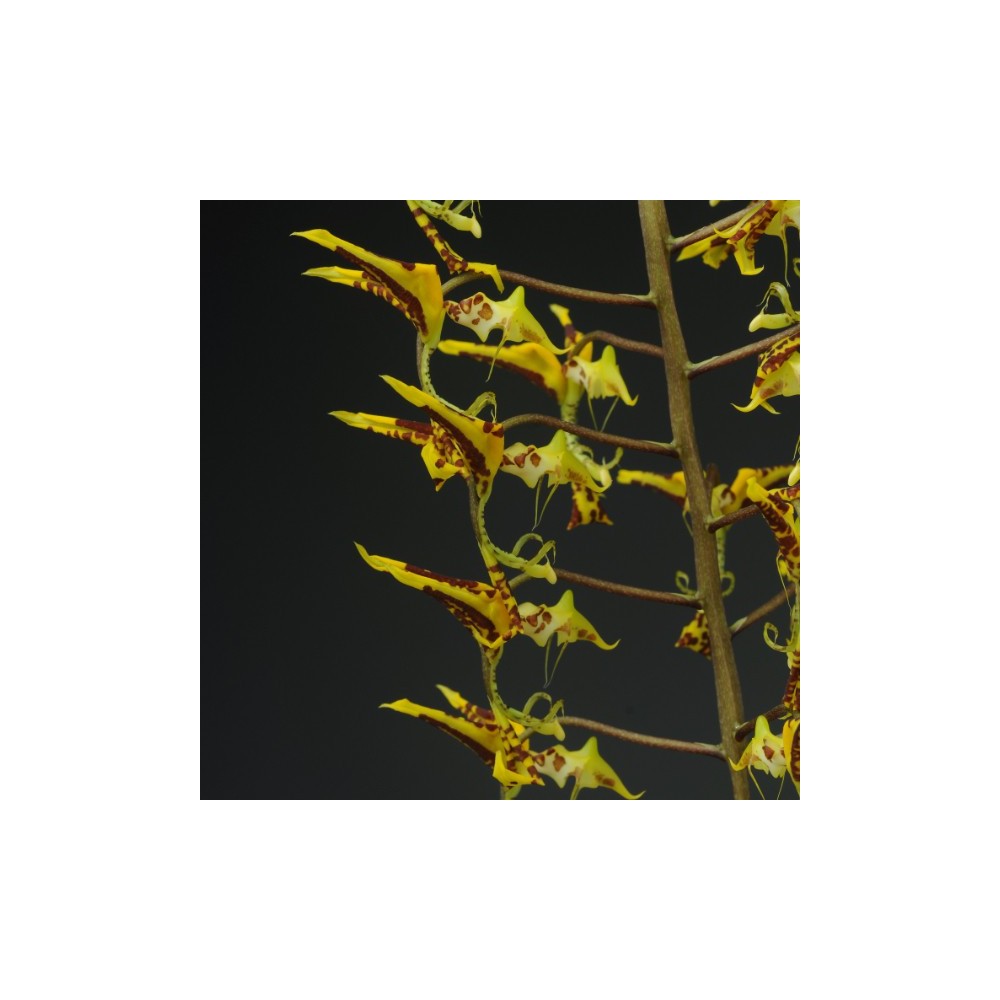 Gongora fulva