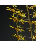 Gongora fulva