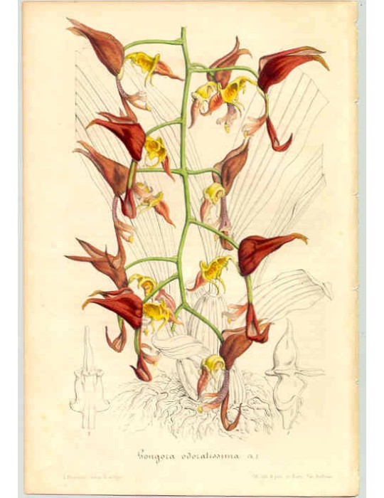 Gongora odoratissima