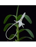 Jumellea comorensis