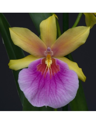 Miltonia Sunset