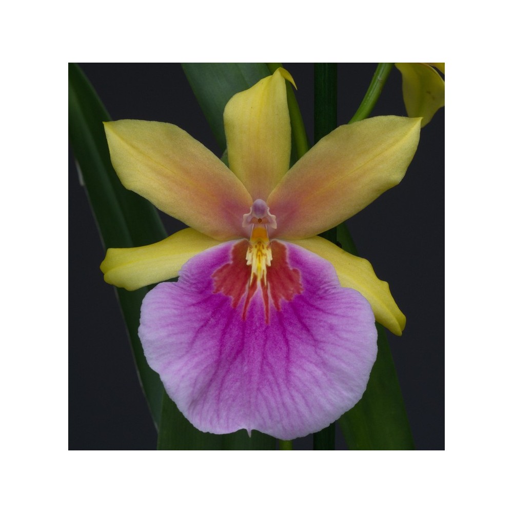 Miltonia Sunset