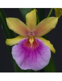 Miltonia Sunset