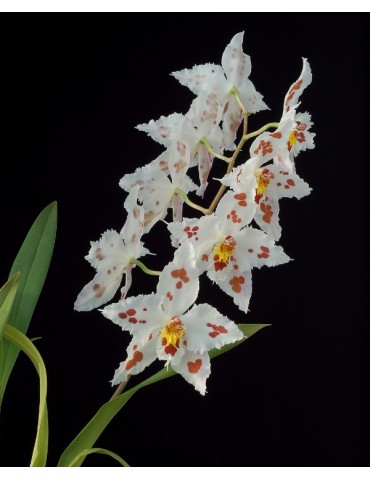 Odontoglossum crispum 2