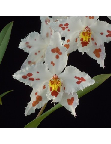 Odontoglossum crispum