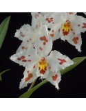 Odontoglossum crispum