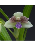 Pabstia jugosa