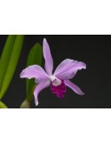 Cattleya Noé