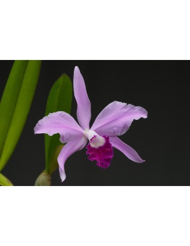 Cattleya Noé 2