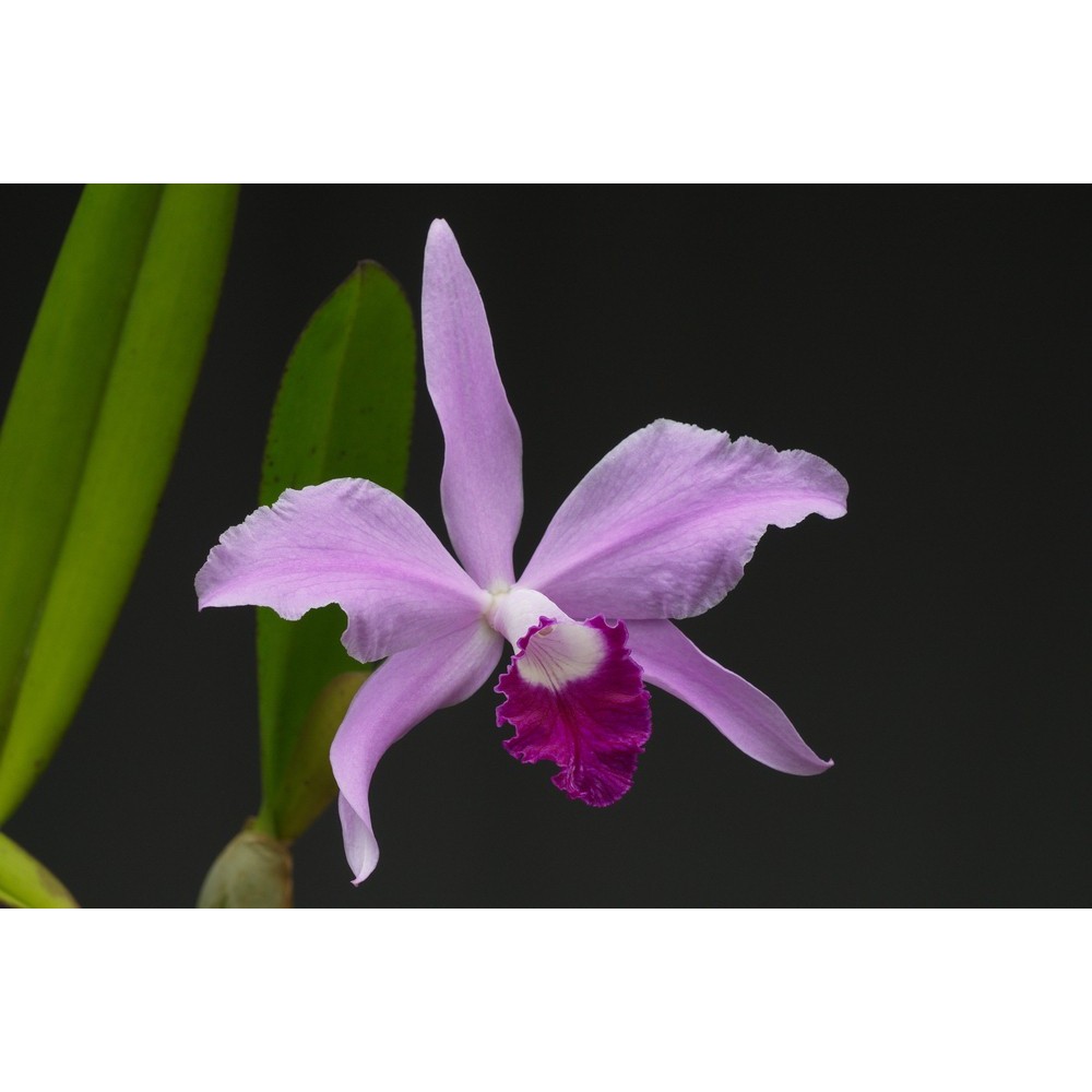 Cattleya Noé