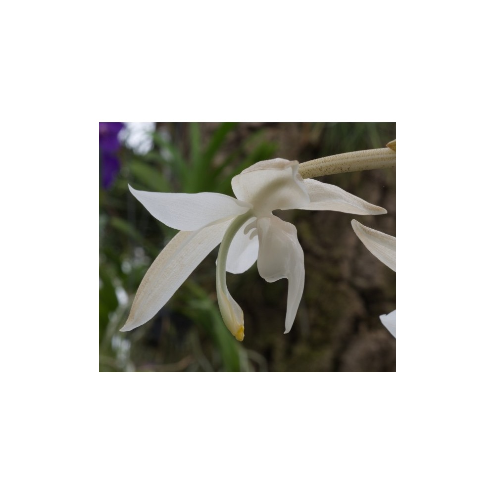 Stanhopea candida