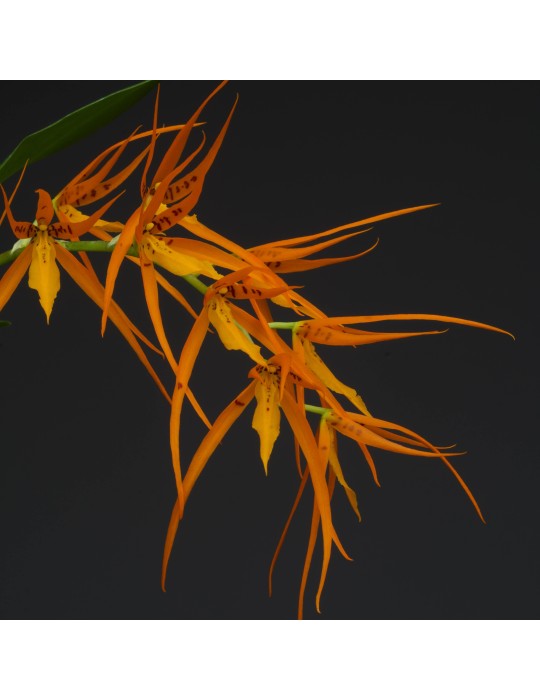 Brassada Chuck Hanson