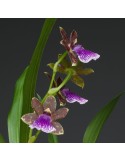 Zygopetalum hybride