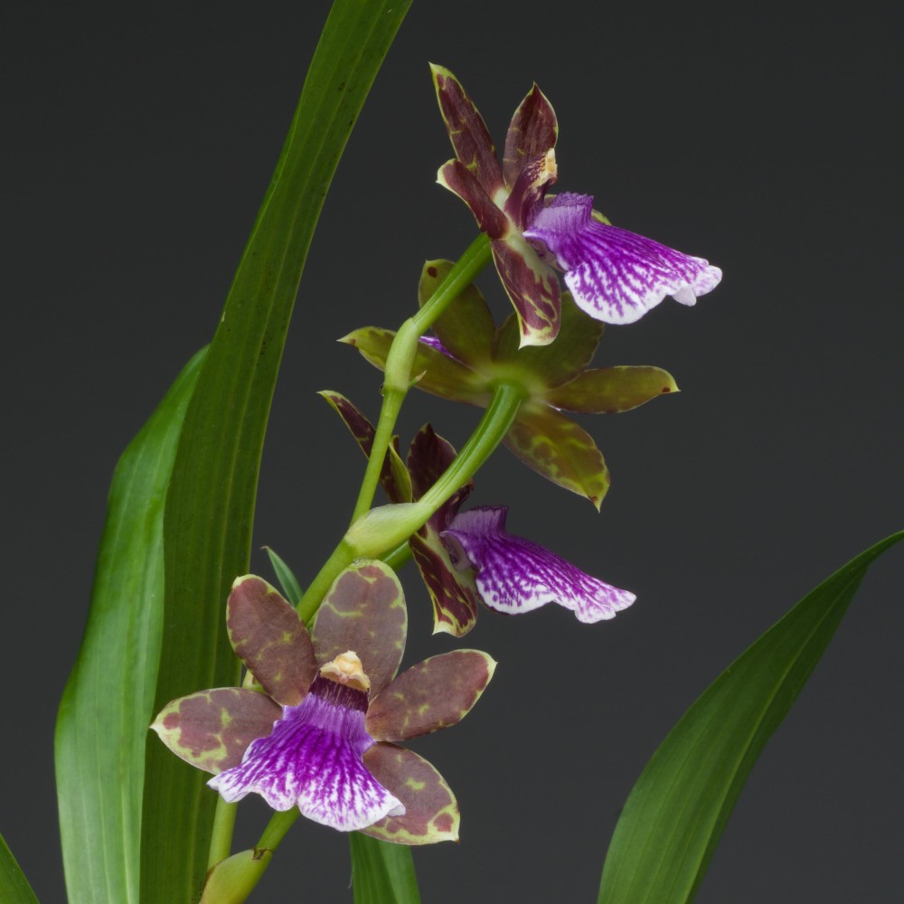 Zygopetalum hybride