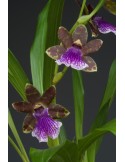 Zygopetalum hybride