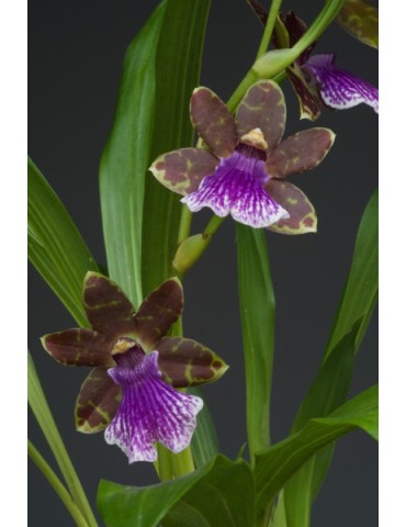 Zygopetalum hybride 2